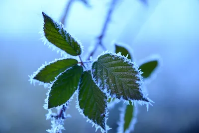 DSC_1046 (Large).JPG